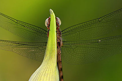 imagem obtida em cmera com crop 1,6x